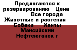 Предлагаются к резервированию › Цена ­ 16 000 - Все города Животные и растения » Собаки   . Ханты-Мансийский,Нефтеюганск г.